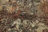 Pennsylvanian Fossil Fern (Eusphenopteris) Plate - West Virginia #232205-1
